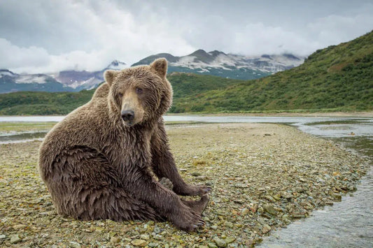 Alaskan Brown Bear, by Paul Souders-PurePhoto