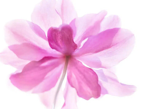 Anemone Flower Soft and Gentle, by Natalie Kinnear-PurePhoto
