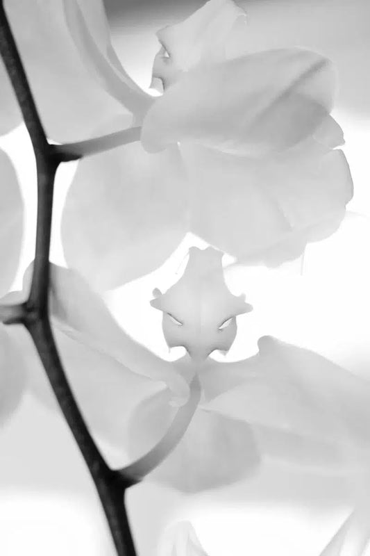 Angel Orchids, by Robert Houser-PurePhoto