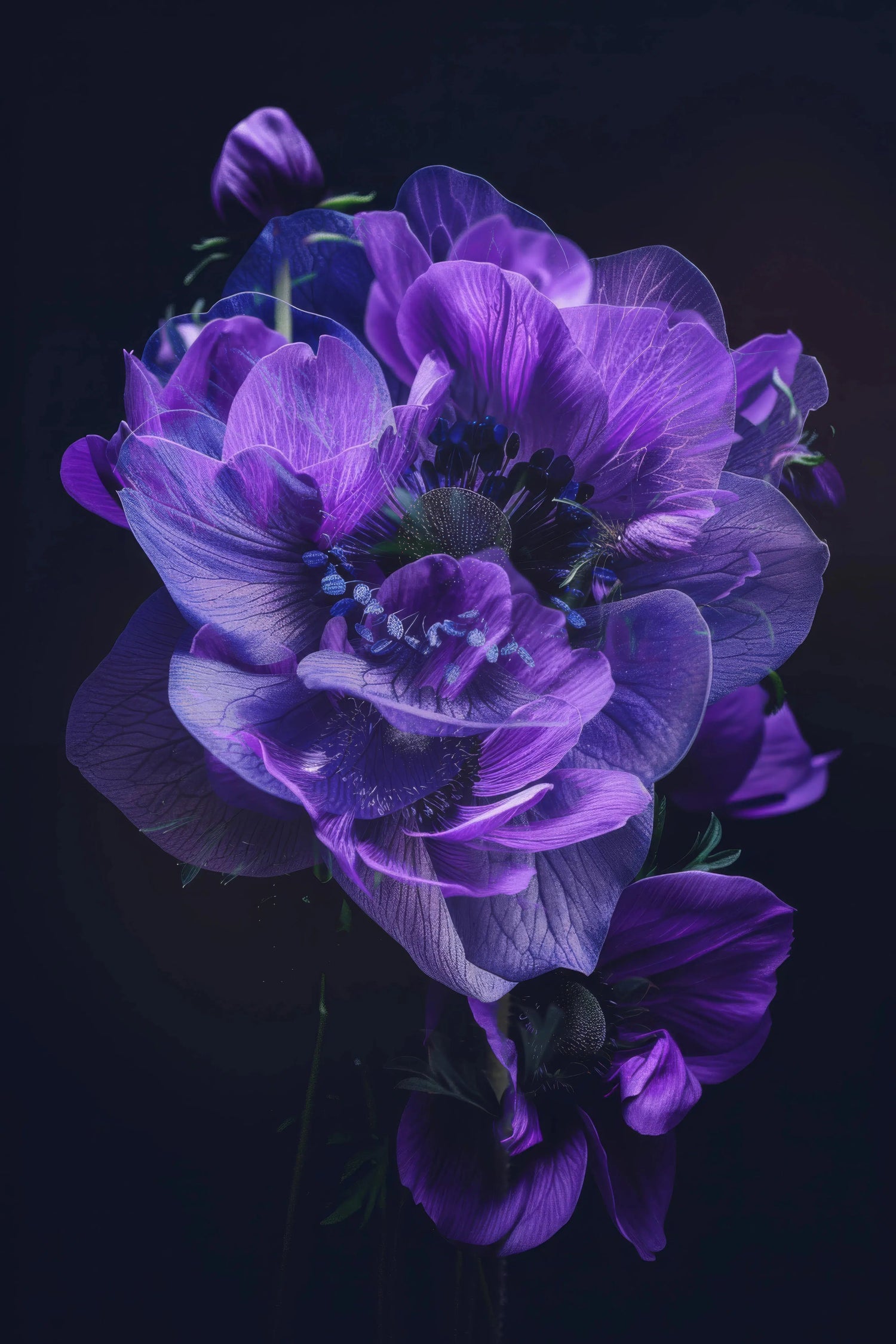 Aphrodite Aura | Ethereals V, by Duc Nguyen-PurePhoto