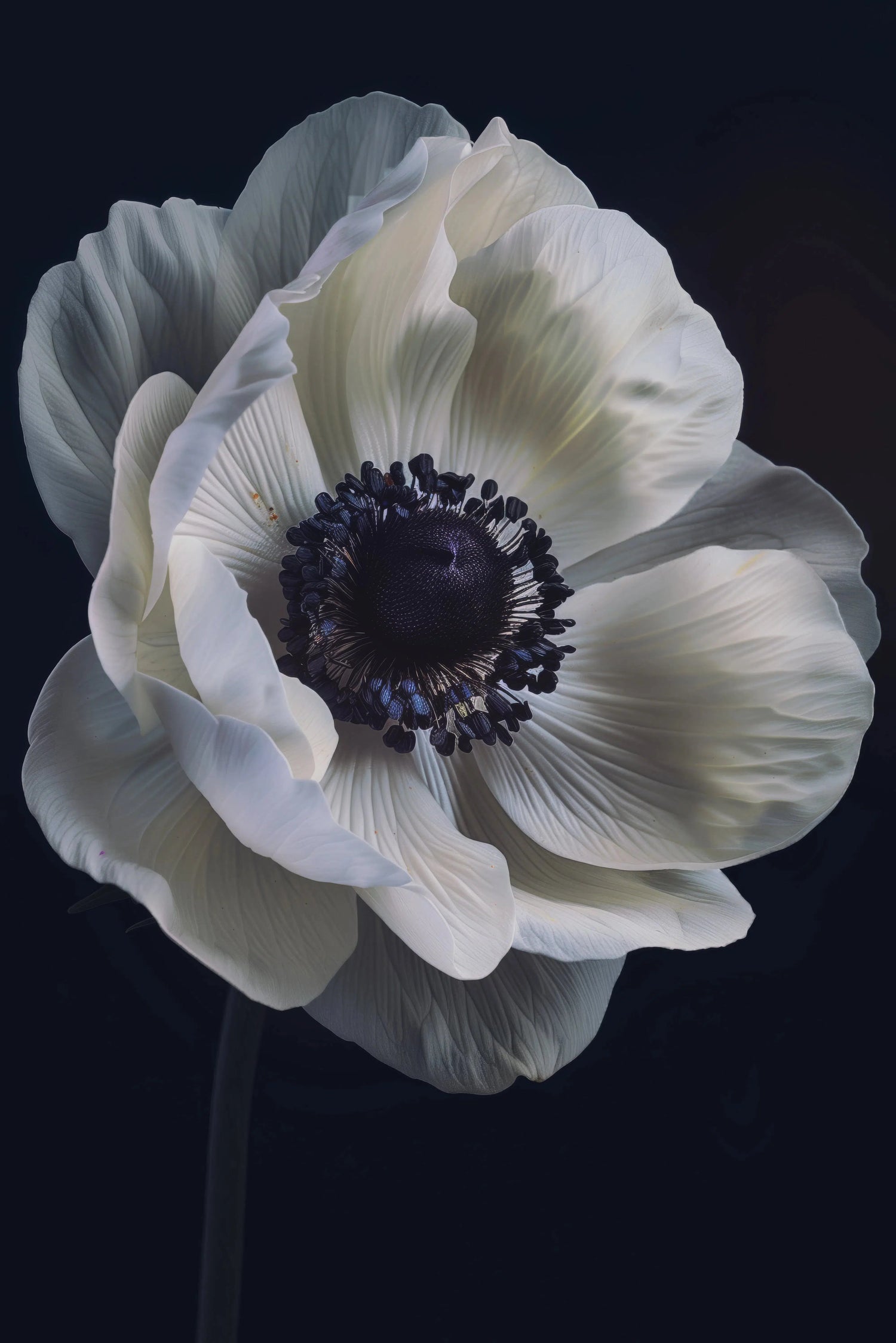 Aphrodite | White I, by Duc Nguyen-PurePhoto