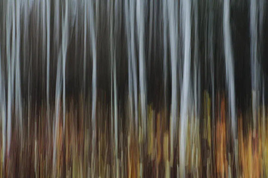 Aspen Forest #1, by Paul Edmondson-PurePhoto