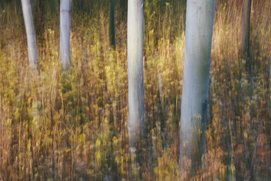Aspen Forest #2, by Paul Edmondson-PurePhoto