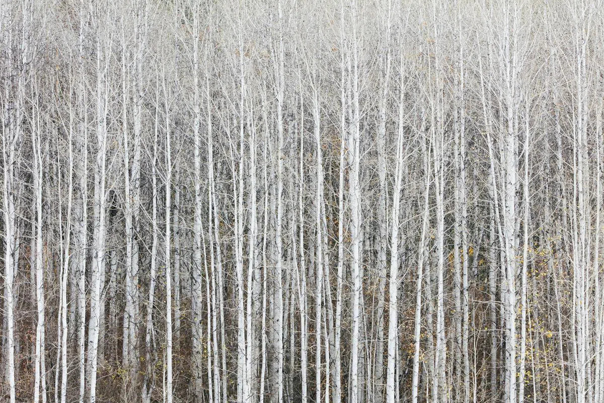 Aspen Forest #3, by Paul Edmondson-PurePhoto