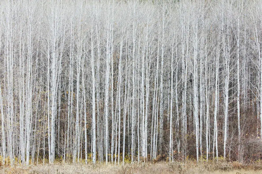 Aspen Forest #4, by Paul Edmondson-PurePhoto