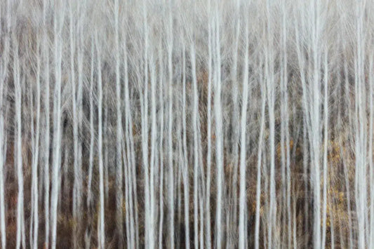 Aspen Forest #5, by Paul Edmondson-PurePhoto