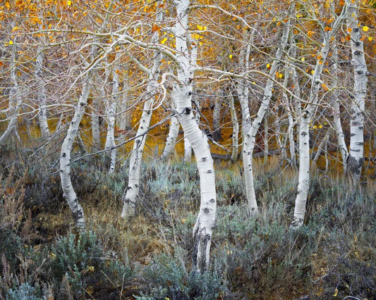 Aspen Grove 2 - June Lake, by Steven Castro-PurePhoto