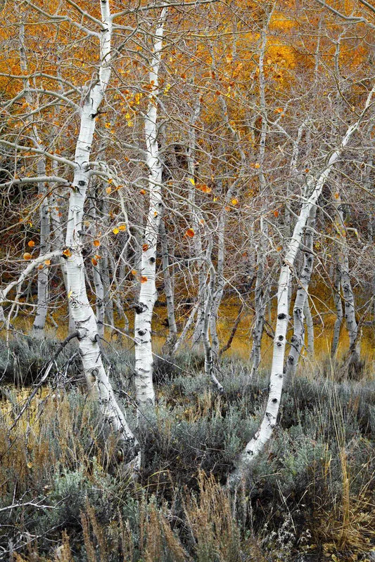 Aspen Grove 3 - June Lake, by Steven Castro-PurePhoto