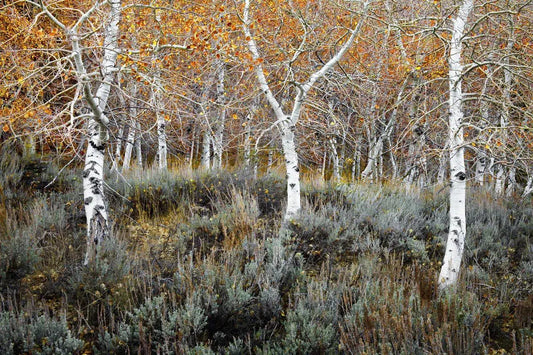 Aspen Grove - June Lake, by Steven Castro-PurePhoto