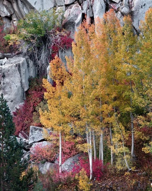 Aspen Trees in Fall - Bishop Canyon, by Steven Castro-PurePhoto