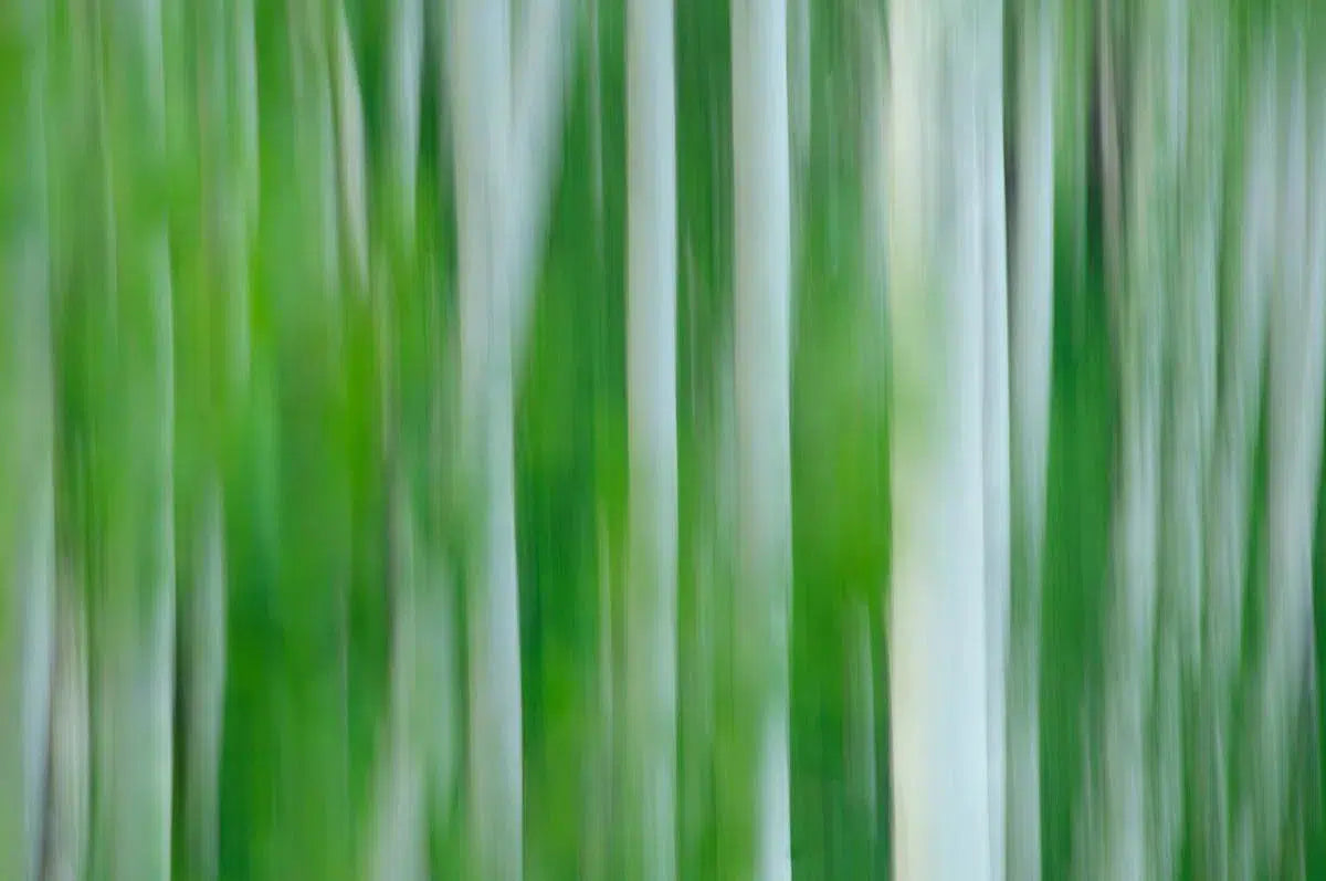 Aspens, by Braden Gunem-PurePhoto