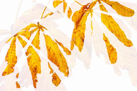 Autumn Leaves Abstract 2, by Natalie Kinnear-PurePhoto