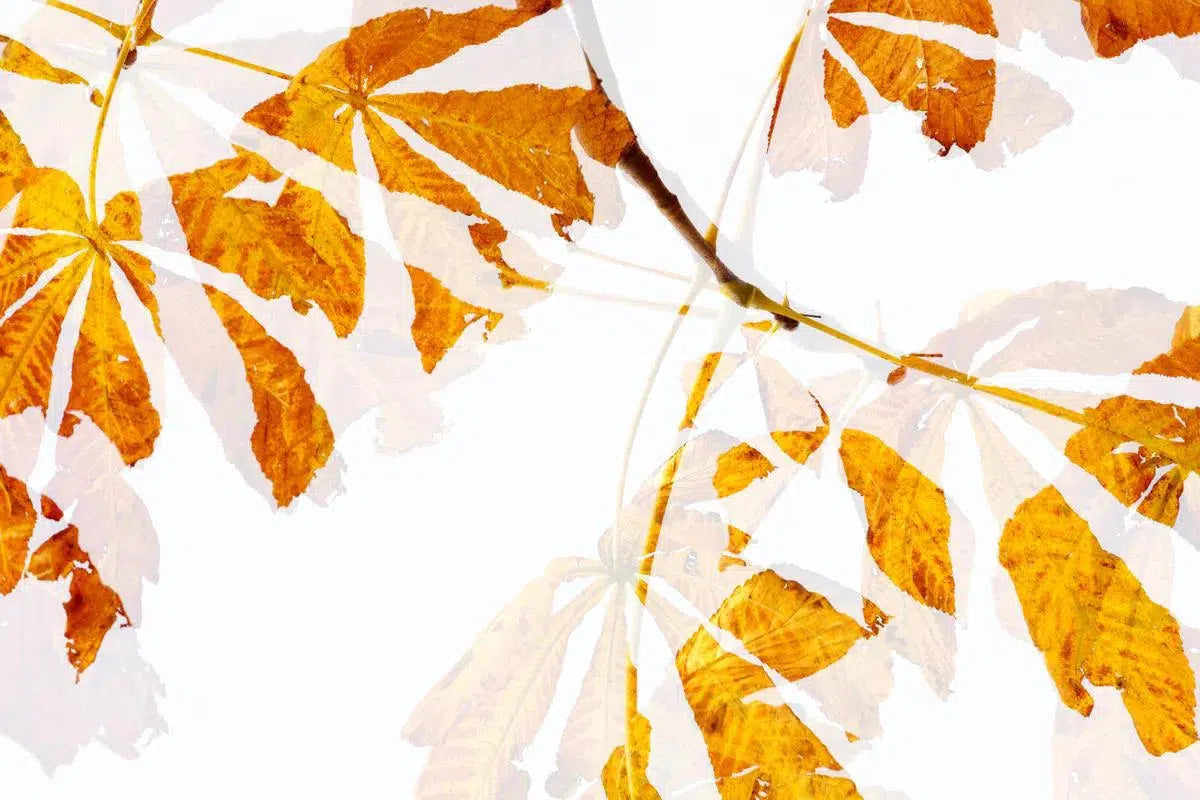 Autumn Leaves Abstract, by Natalie Kinnear-PurePhoto