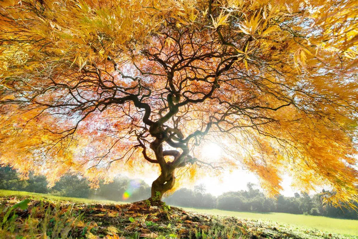 Autumn Maple, by Garret Suhrie-PurePhoto