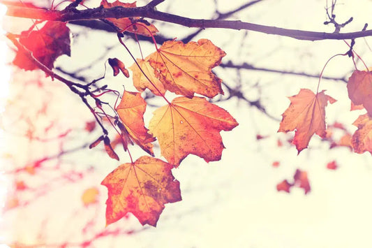 Autumn Wonder, by Natalie Kinnear-PurePhoto