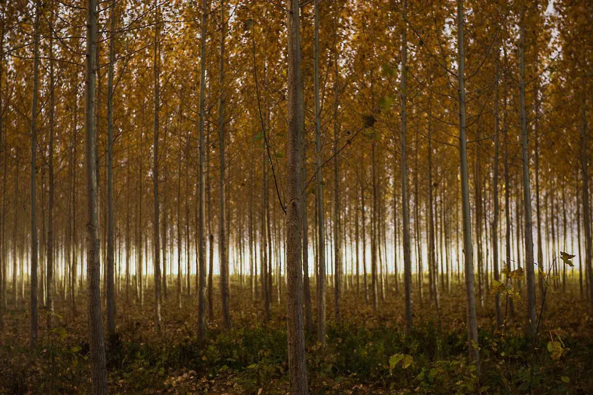 Autumn at the Tree Farm XII, by Garret Suhrie-PurePhoto