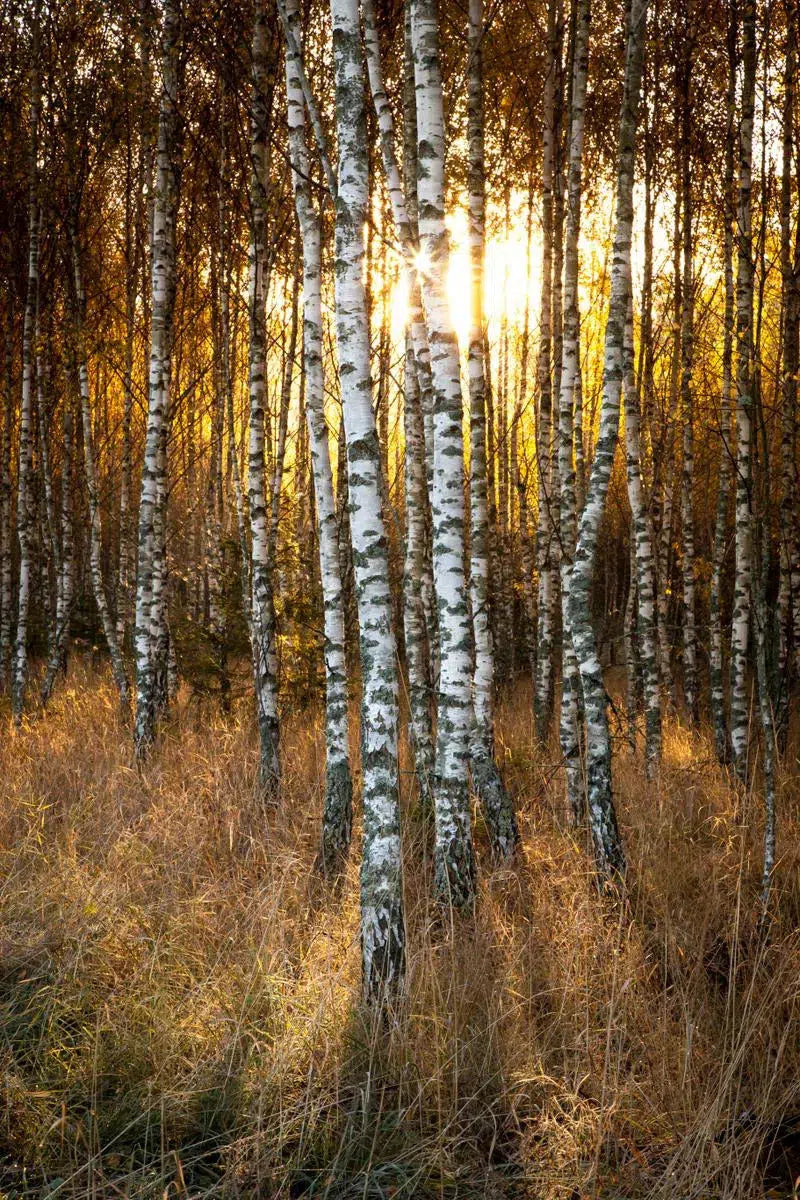 Autumn birches, by Mats Gustafsson-PurePhoto