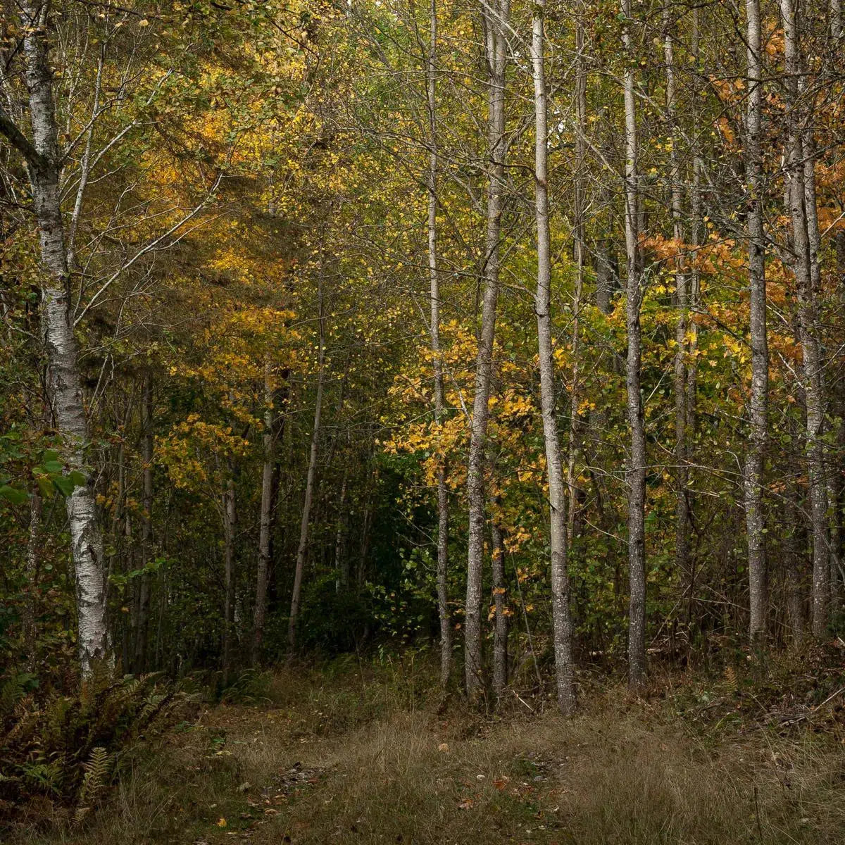 Autumn forest, by Mats Gustafsson-PurePhoto