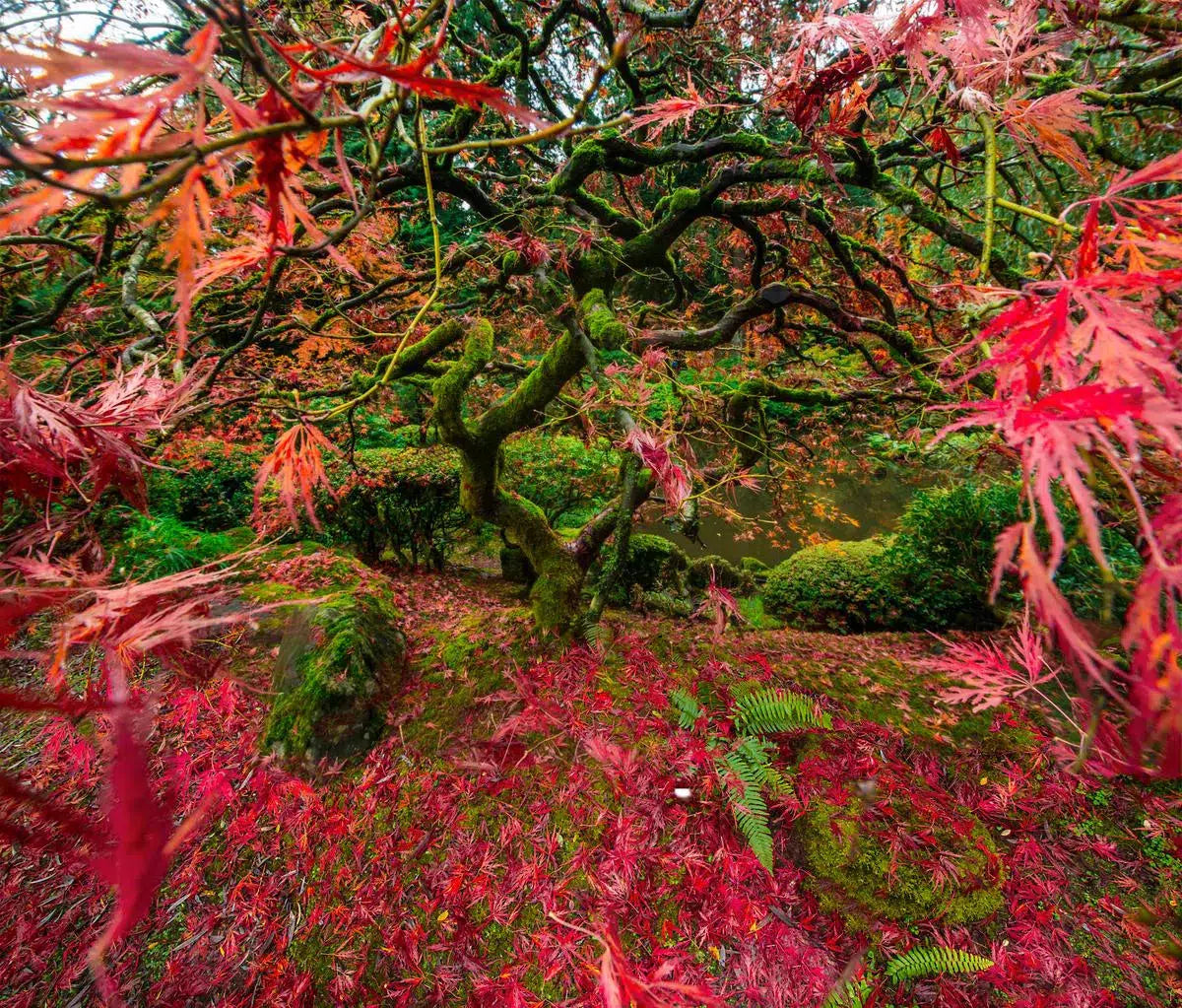 Autumn on the Japanese Maple, by Garret Suhrie-PurePhoto