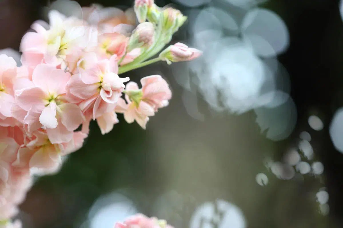 BEND, by Nicole Katano-PurePhoto