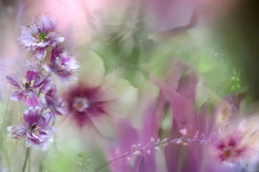 BLOWSY, by Nicole Katano-PurePhoto