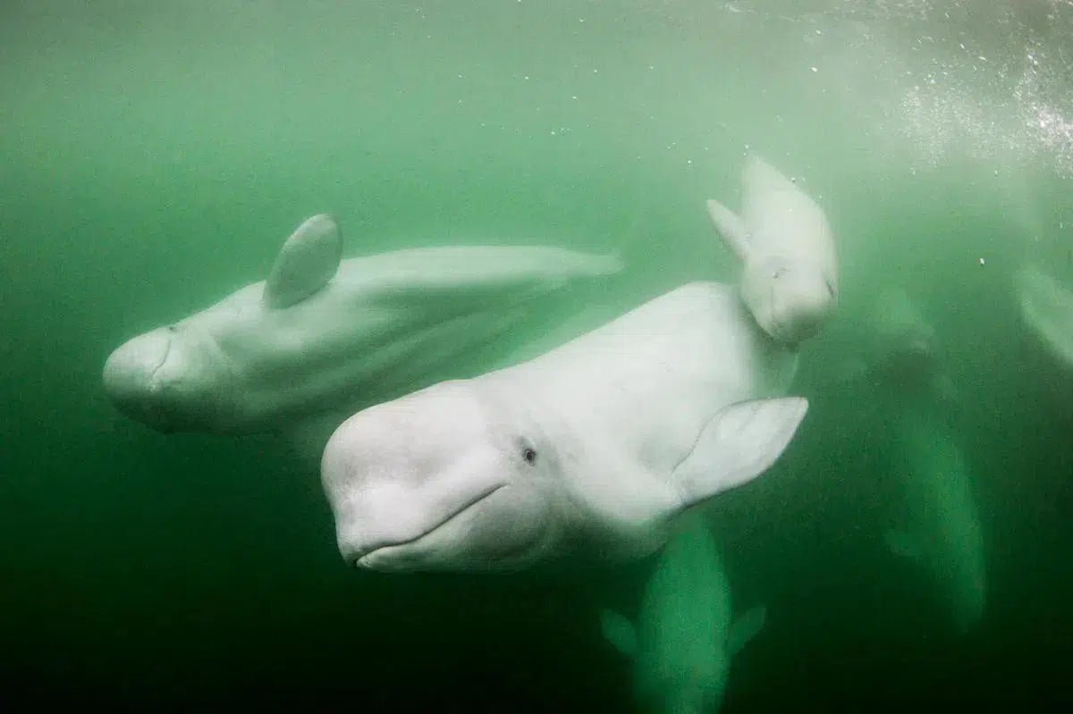Baby Beluga, by Paul Souders-PurePhoto