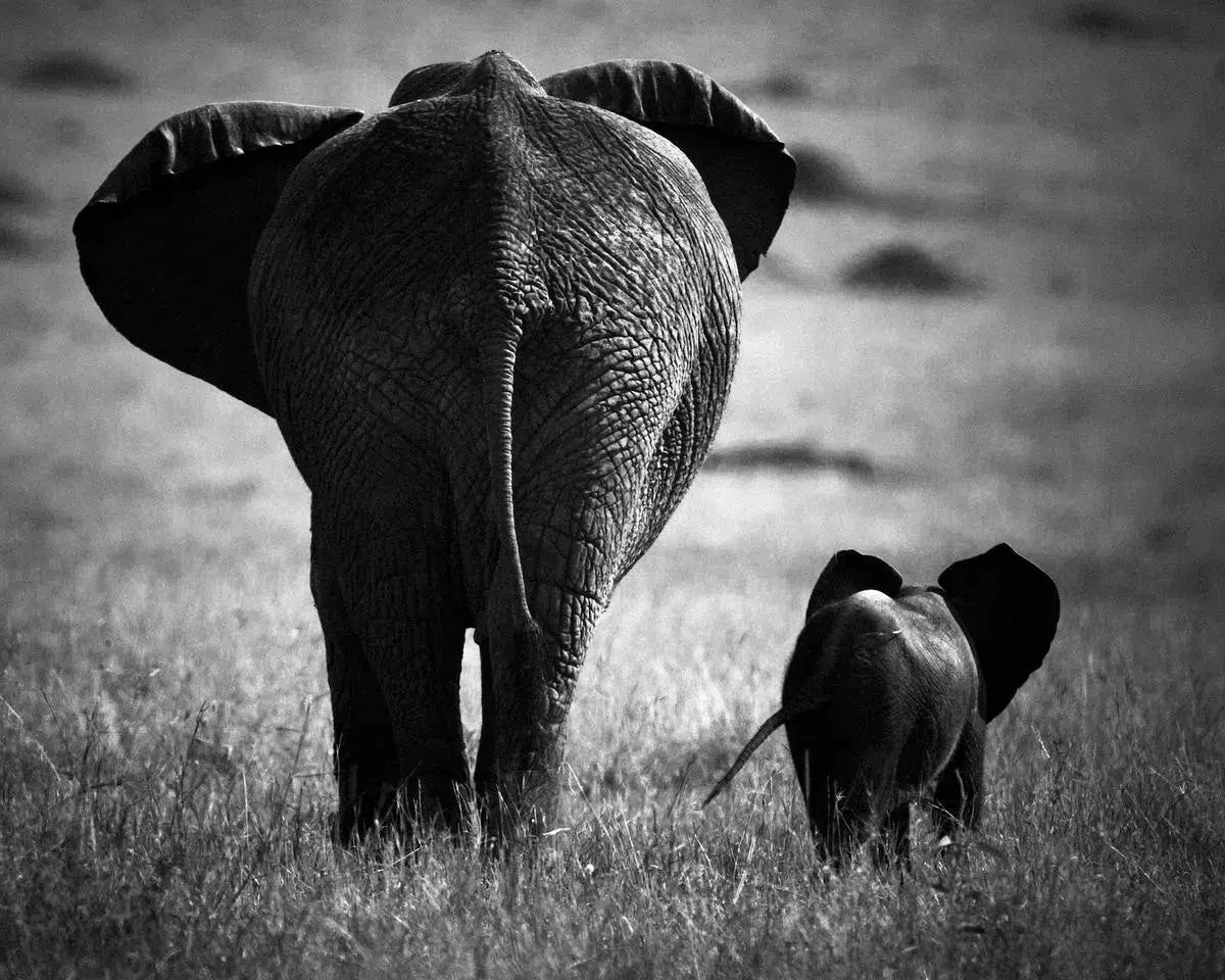 Baby Elephant with Mother, by Laurent Baheux-PurePhoto