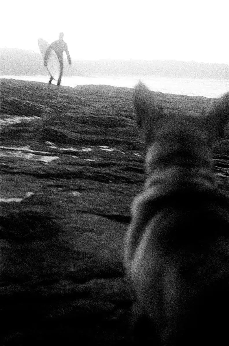 Bawley Dog, by Dean Dampney-PurePhoto