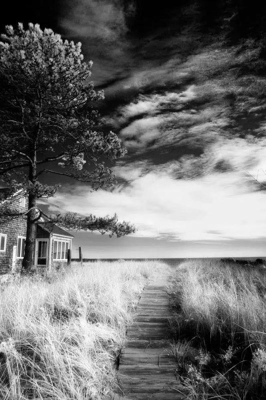 Beach Grass and Boardwalk, by Michael Hedden-PurePhoto