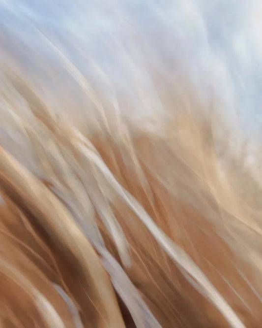 Beachgrass, by Gillian Lindsay-PurePhoto