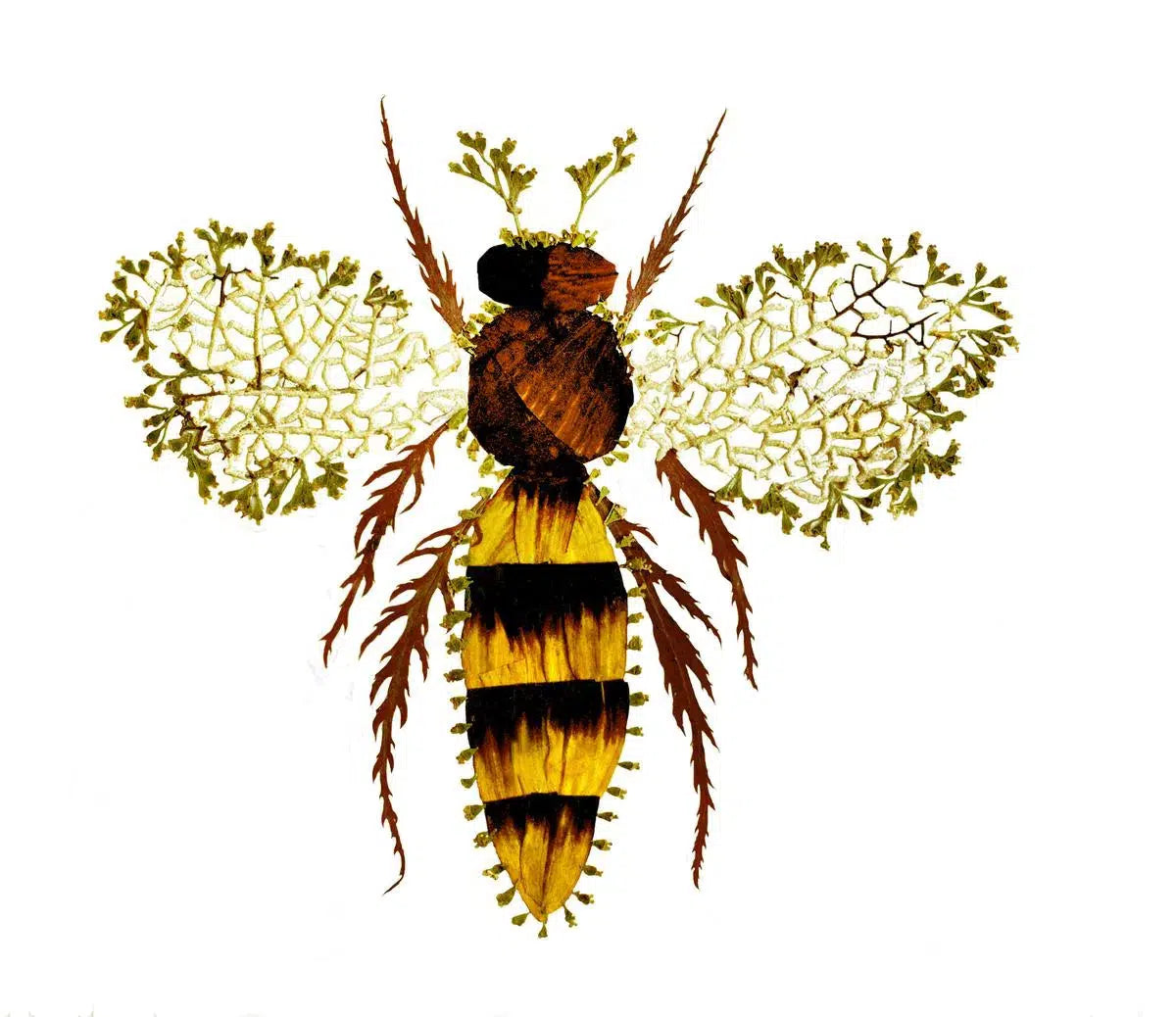 Bee, by Amanda McCauley-PurePhoto