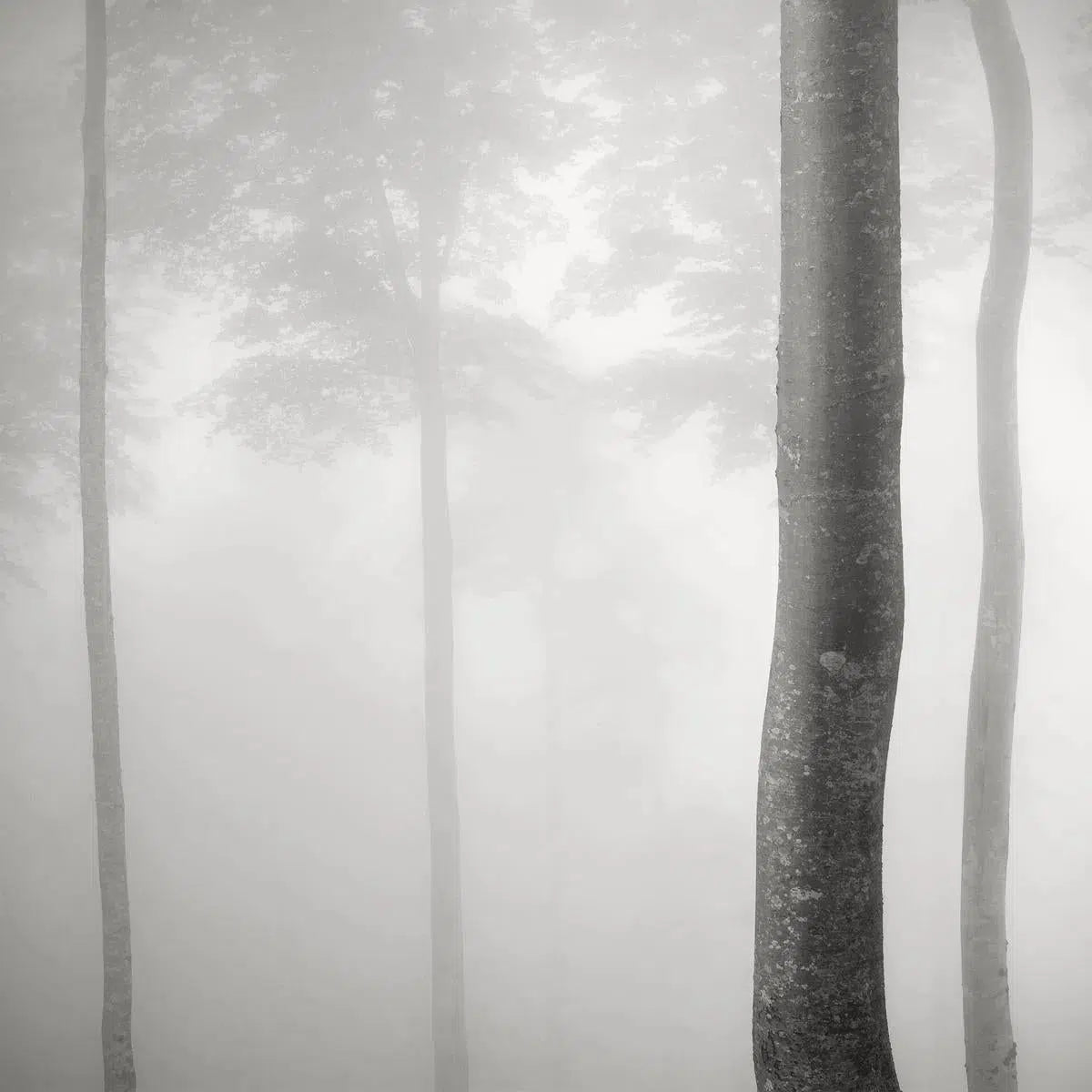 Beeches in Mist, France, by Jonathan Chritchley-PurePhoto