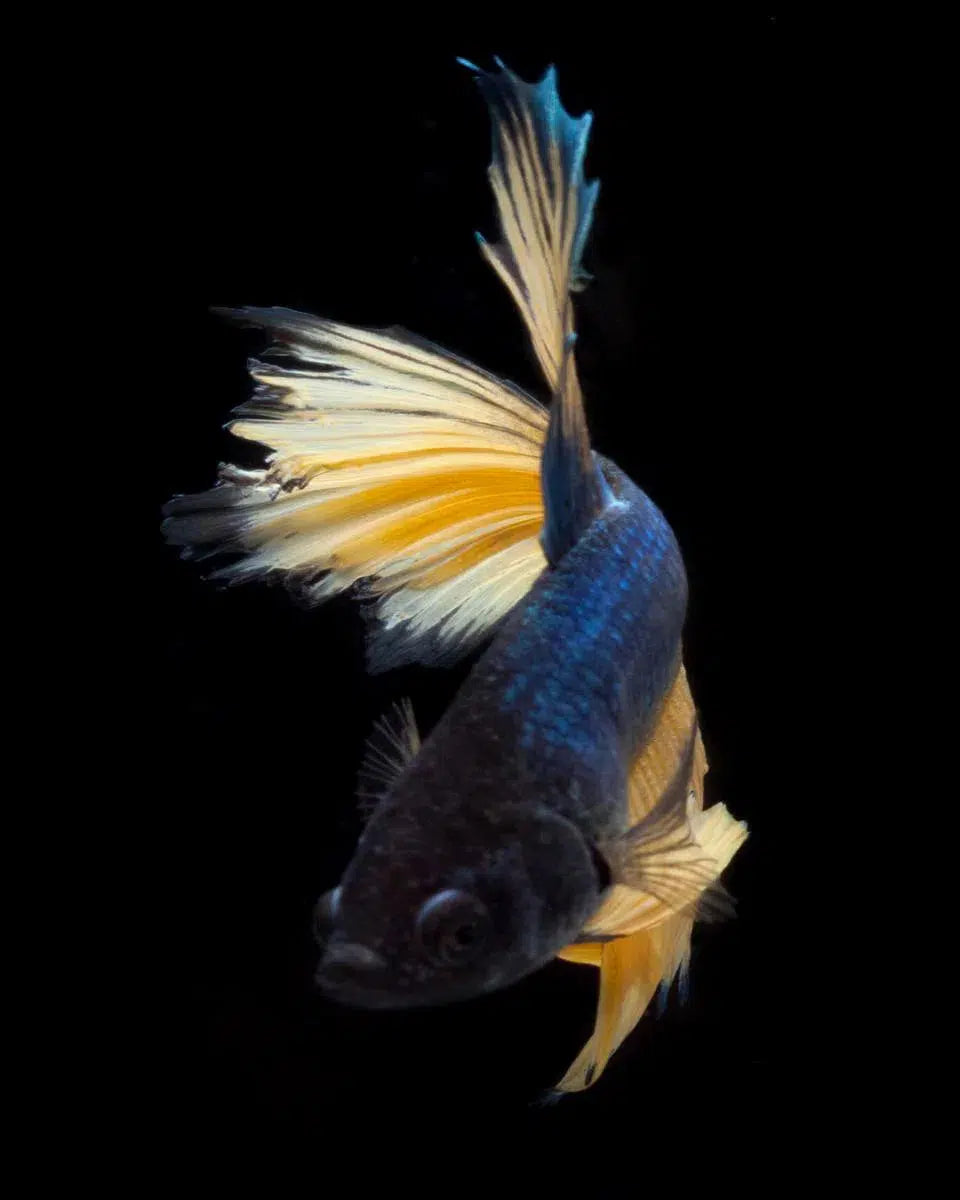 Beta 66, by Michael Filonow-PurePhoto