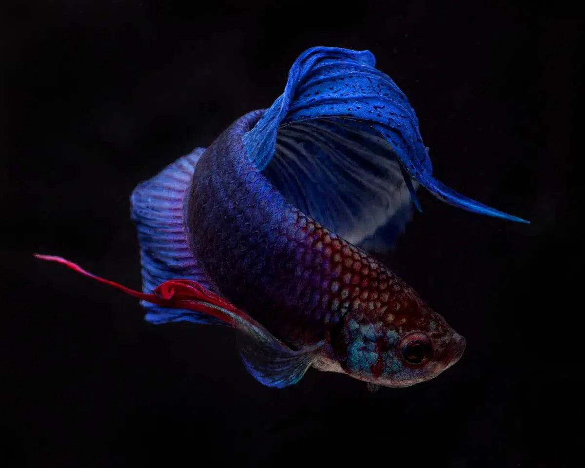 Beta Blue and Red 2, by Michael Filonow-PurePhoto