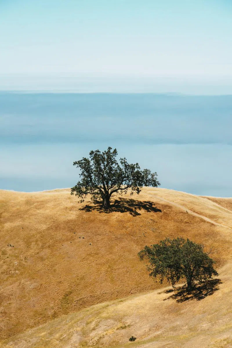 Big Sur Trees, by Joel Lavold-PurePhoto