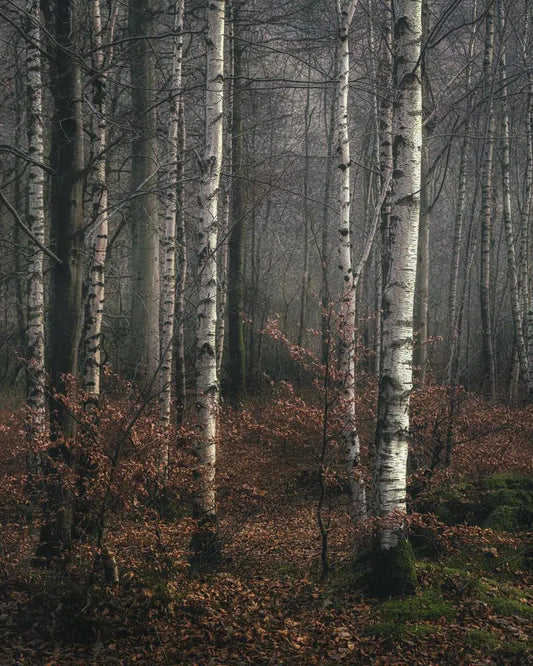 Birch, by Alan Ranger-PurePhoto