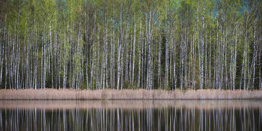 Birches and The Bond, by Ari Salmela-PurePhoto