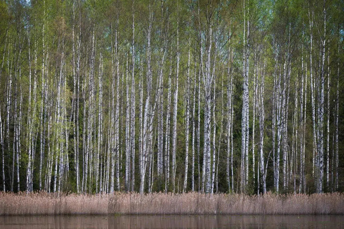 Birches in May, by Ari Salmela-PurePhoto
