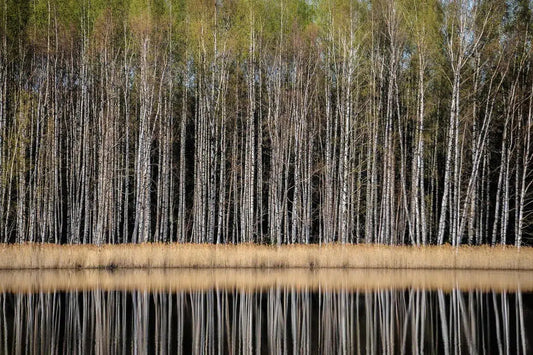 Birches in Spring, by Ari Salmela-PurePhoto