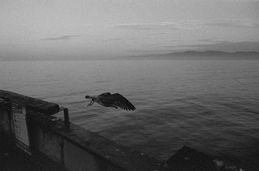 Bird of Venice, by Joel Lavold-PurePhoto