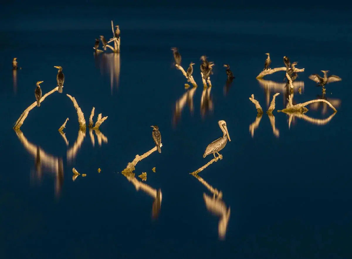 Birds Roosting, by Garret Suhrie-PurePhoto