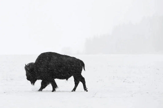 Bison I, by Dana Attebery-PurePhoto