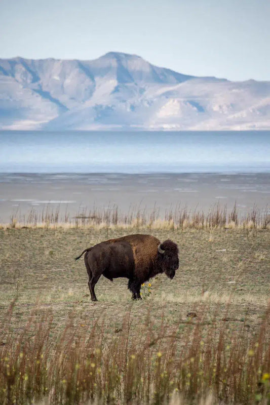Bison, by Joel Lavold-PurePhoto