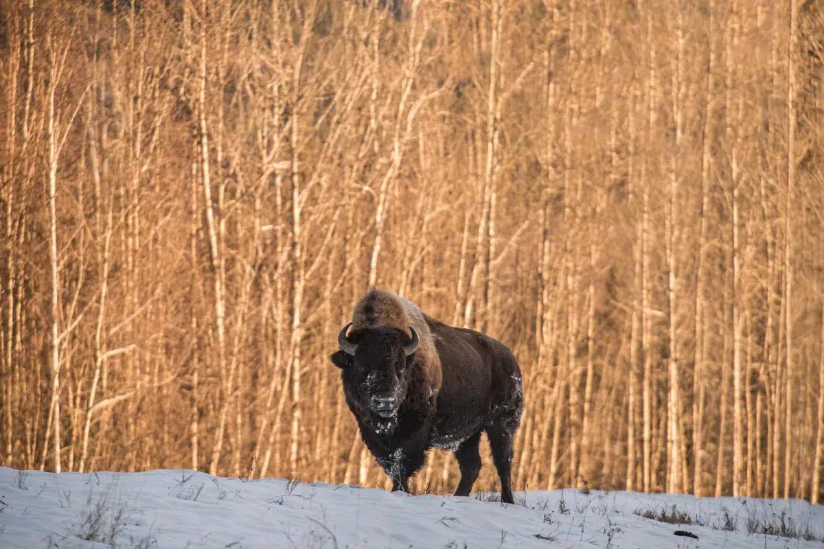 Bison in the Northern Rockies, by Garret Suhrie-PurePhoto