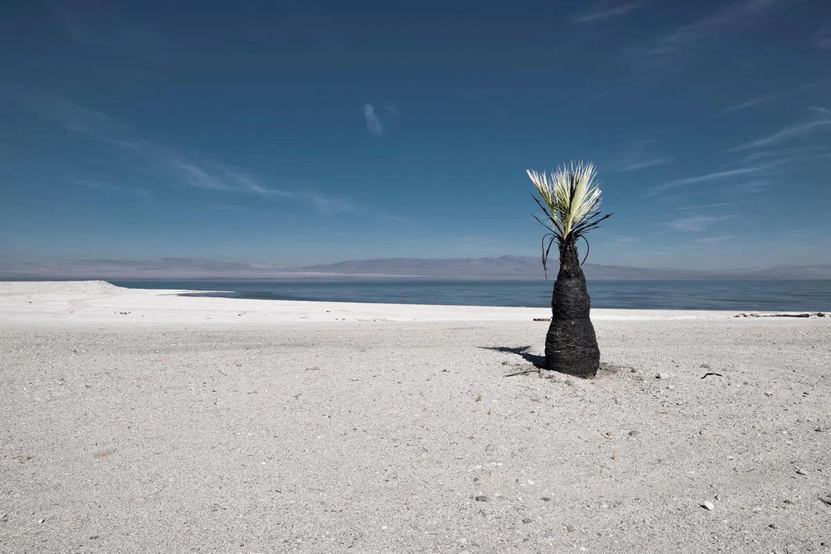 Black Palm, by Jens Ochlich-PurePhoto