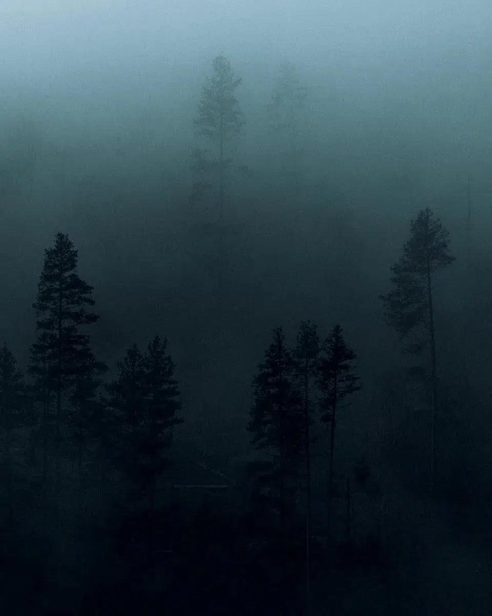 Black Woods II – Norway, by Jan Erik Waider-PurePhoto