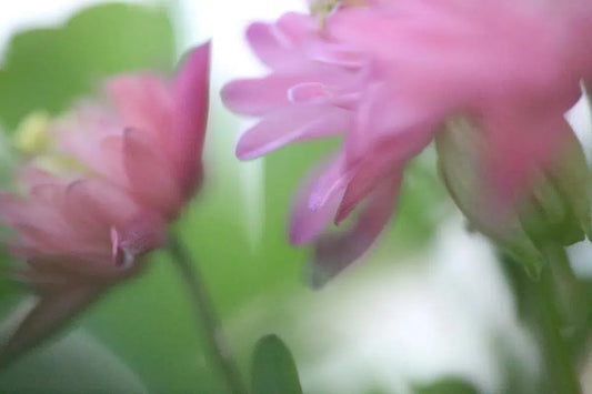 Blowing, by Nicole Katano-PurePhoto