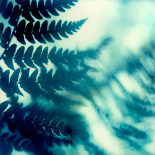 Blue Fern, by Ann Dahlgren-PurePhoto