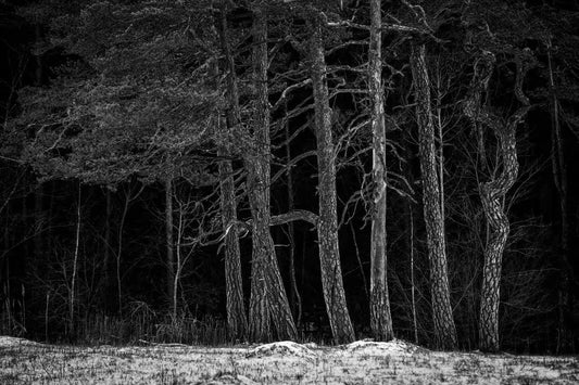 Bog pines, by Mats Gustafsson-PurePhoto
