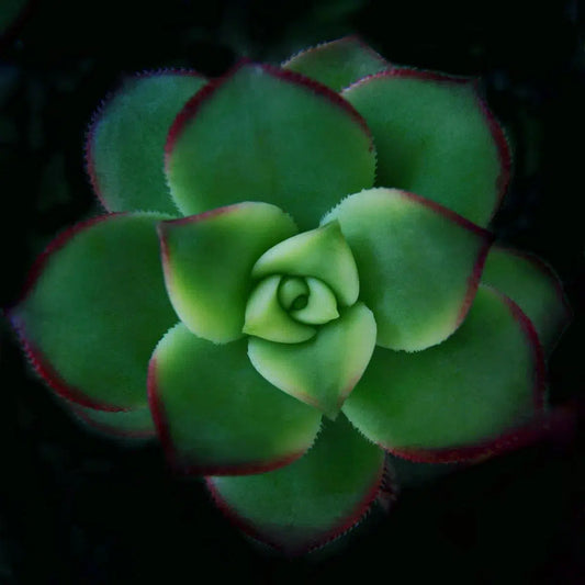 Botanical 45, by Michael Filonow-PurePhoto